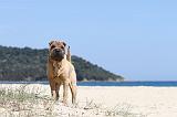 SHAR-PEI 085